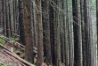 las-świerkowy