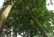 Drzewa Meranti